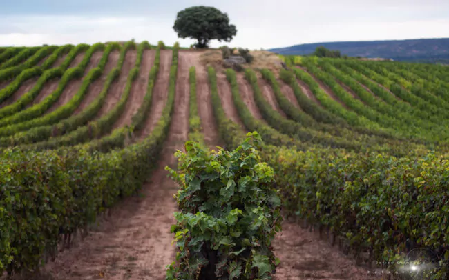 La Rioja wine fields