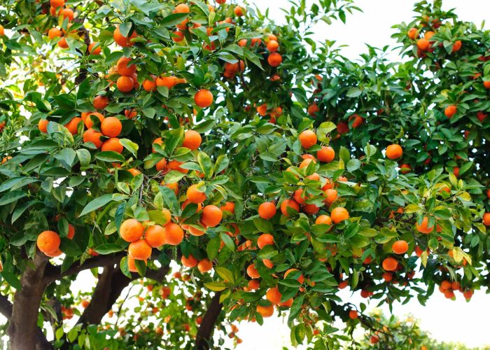 Seville oranges