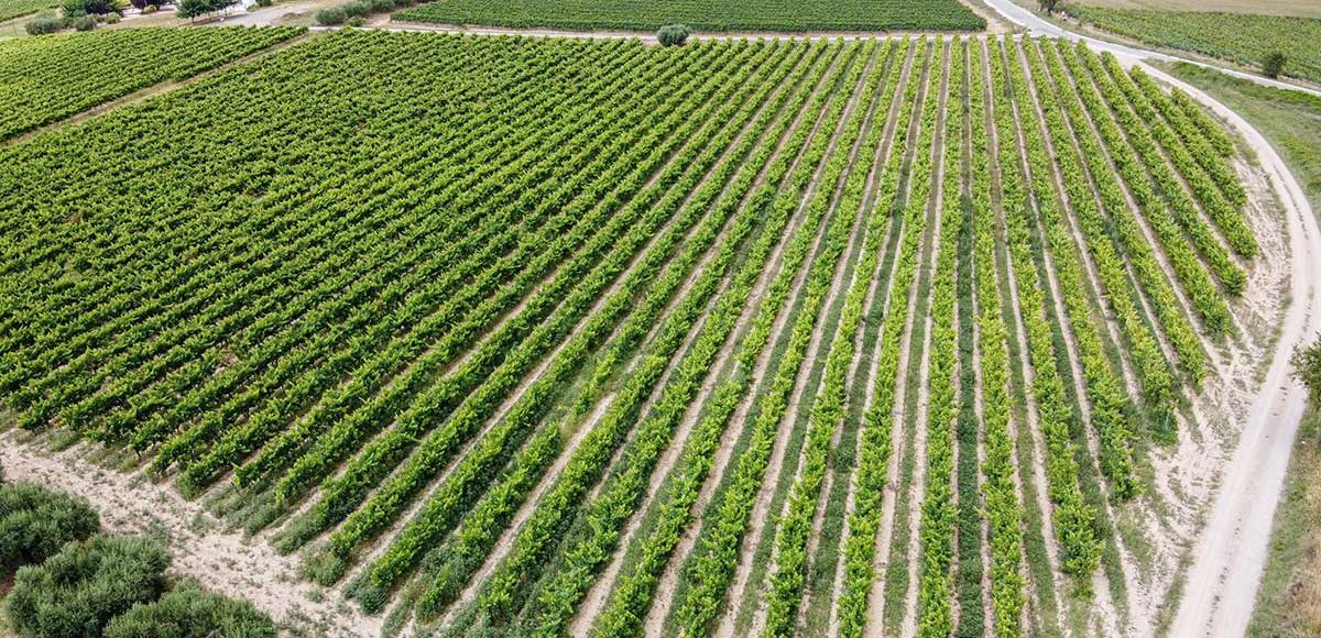 Penedès wine fields