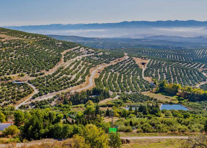 Spain Food Experience: Olive Oil Tour in Úbeda