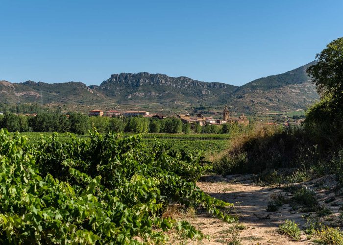 Vineyards in the Rioja region